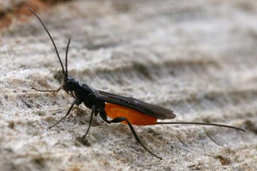 Atanycolus sp.